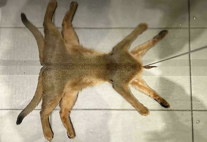 Wait, How Did These Photos Trick Our Brains? Perspective Magic Inside!
