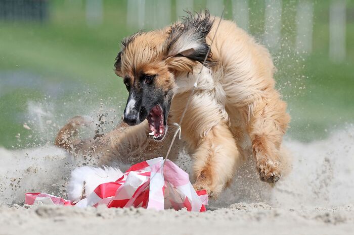"It’s A Dog’s Life" by Rob Van Thienen