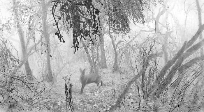 "Wild" by Wolfgang Duerr