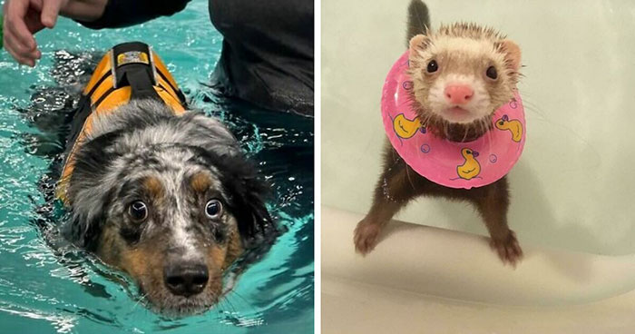 Pets Got Wet: The Epic Splash Stories You Didn’t Know You Needed