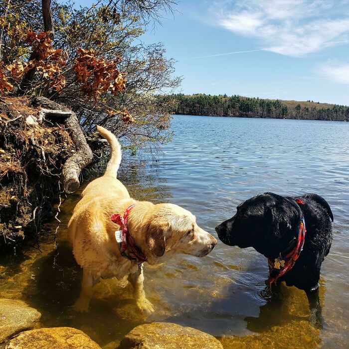Old But Gold: Hiking Pups Celebrating Their First Dip Of The Year