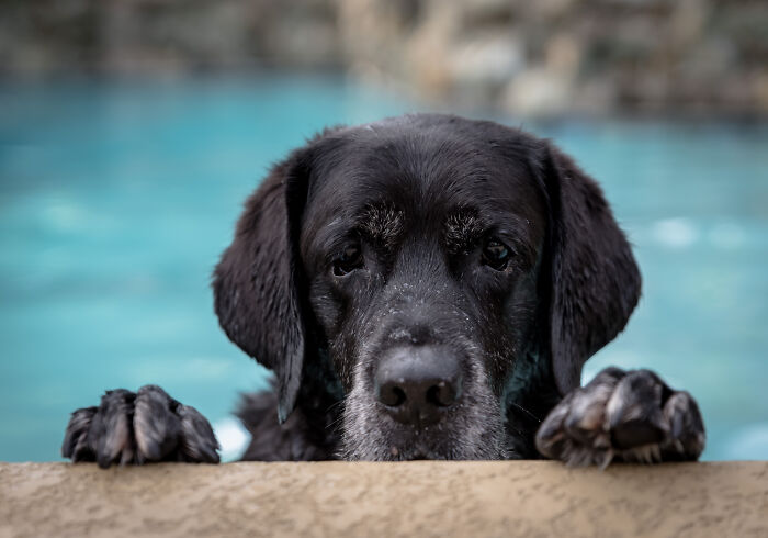 12-Year-Old Lab Still Loves Pool Time and Chase-the-Ball Action