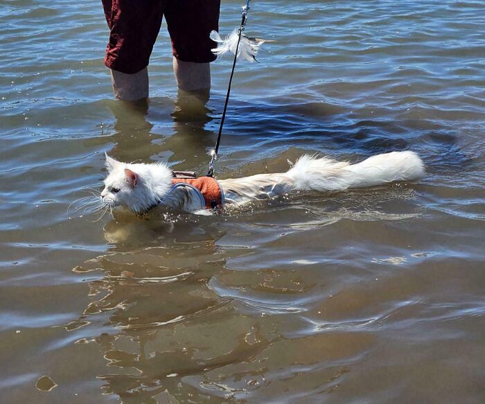 Cat’s Big Splash: First Swim Caught on Camera