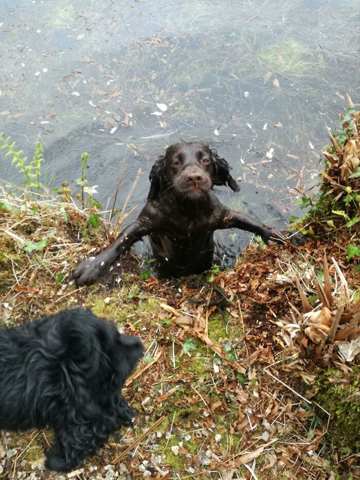 That Splashy Moment When Your Pup Climbs Out of the Lake Like a Boss