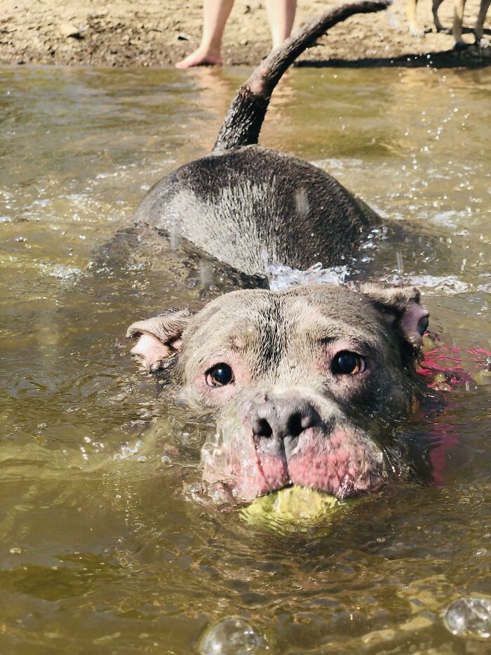 Velvet Hippo’s Big Water Win: Hunts Her Ball In The Lake!