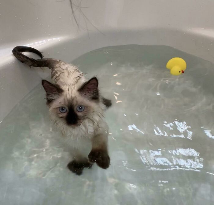 Born To Swim: Check Out These Big Paws!