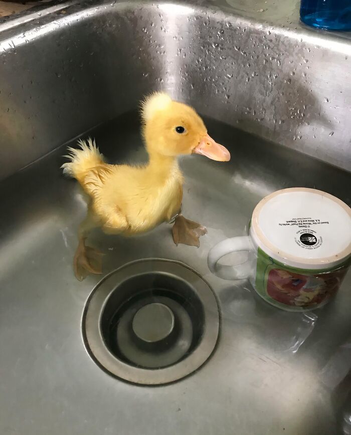 Einstein’s First Swim: Making a Splash!