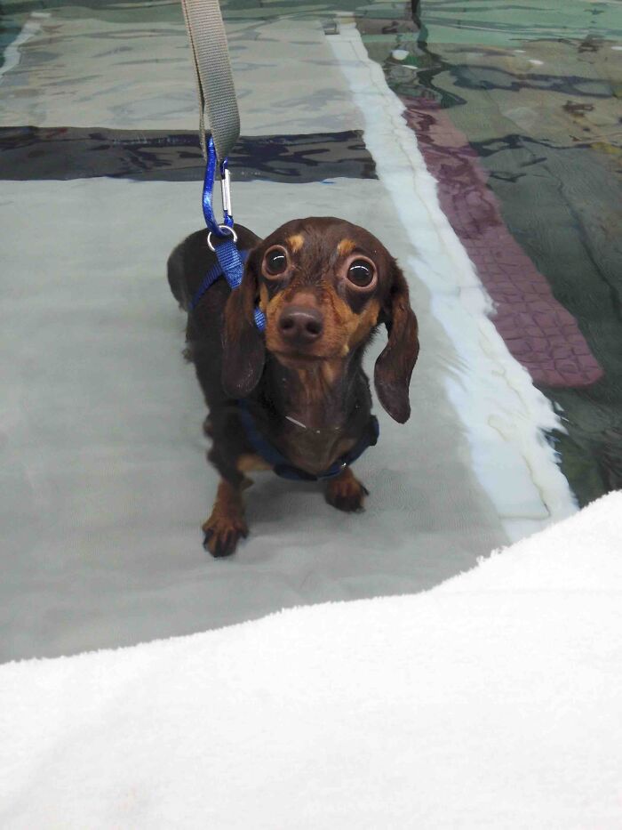 Meet Meatball, The Canine Physical Therapist’s Weekly Swim Star