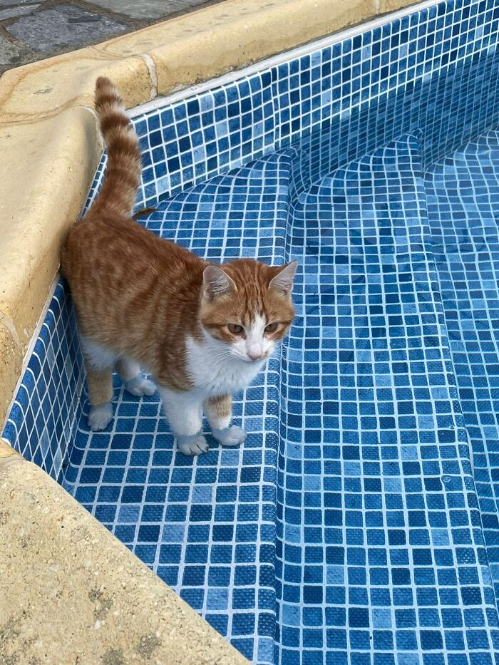 Our New Family Member’s First Pool Exploration