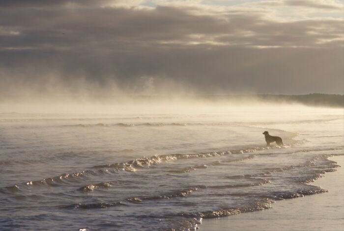 Dad’s Dog Is Living It Up in the Steaming North Sea
