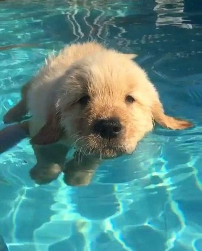 Harold's First Swim Class and Yep, He’s a Natural