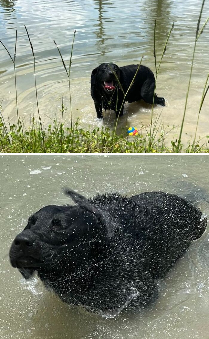 Took My Dog Swimming and Look How Happy This Water Baby Is