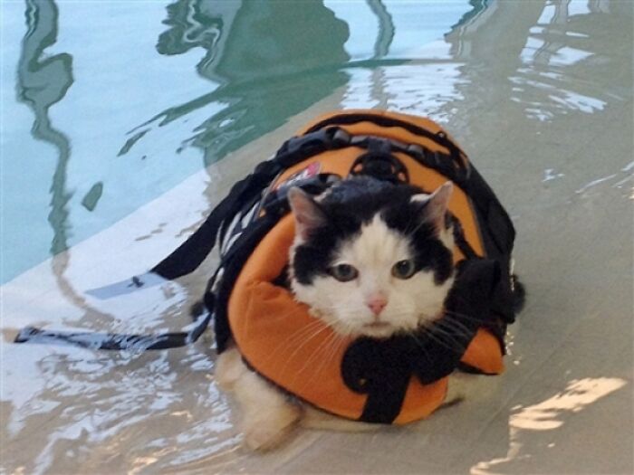 Holly the 18-Pound Cat Goes Swimming to Slim Down