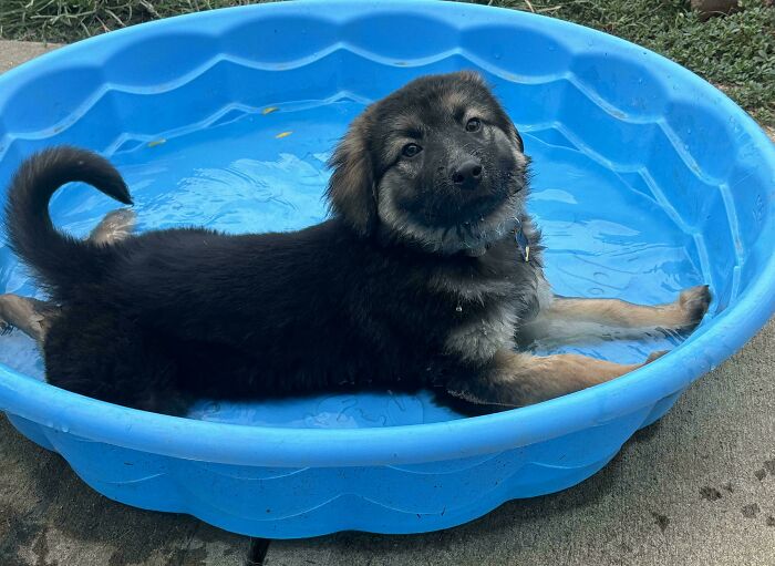 Our Little Prince’s First Pool Dip to Cool Off After Big Dog Playtime