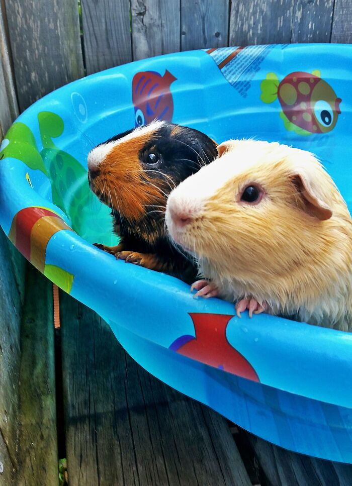 Swimming Piggies Norman and Apollo Living the Dream
