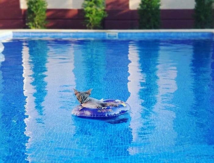 When Your Cat Rolls Up with His Own Swimming Floatie