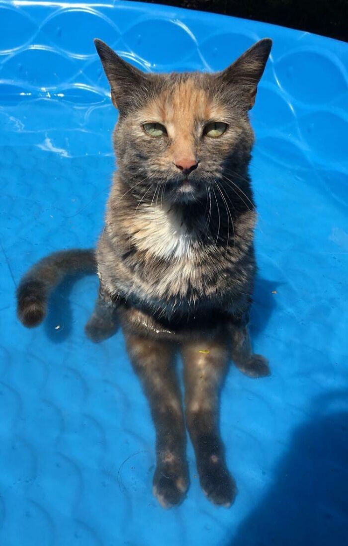Scooty Cat Takes a Chill Swim