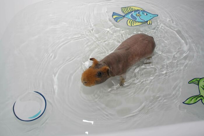 Hippo’s Water Love Knows No Bounds