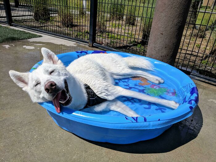 Leia’s Pool Chill on a Sizzling Florida Day