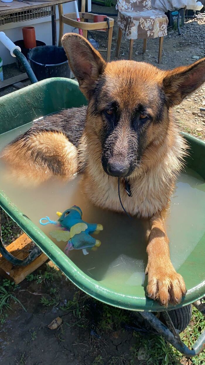 Nothing Beats a Cool Dip on a Hot Day