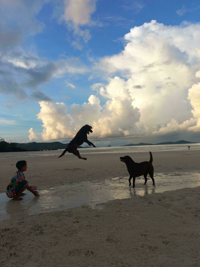 Pets Got Wet: The Epic Splash Stories You Didn’t Know You Needed