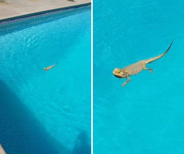 Pets Got Wet: The Epic Splash Stories You Didn’t Know You Needed