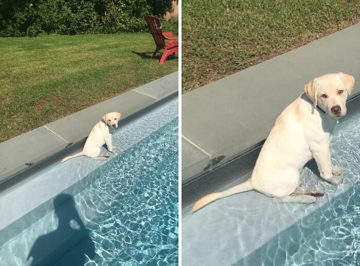 Pets Got Wet: The Epic Splash Stories You Didn’t Know You Needed