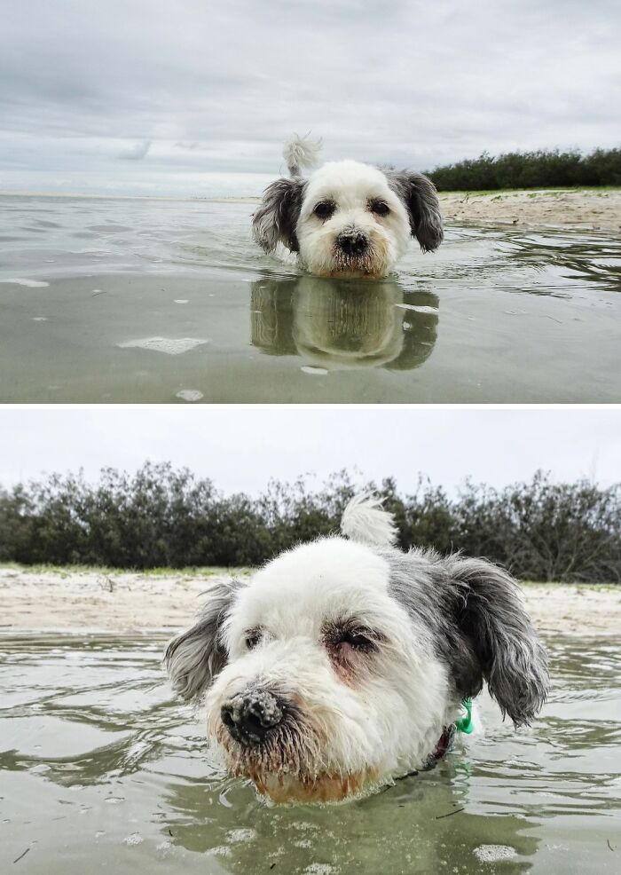 Pets Got Wet: The Epic Splash Stories You Didn’t Know You Needed