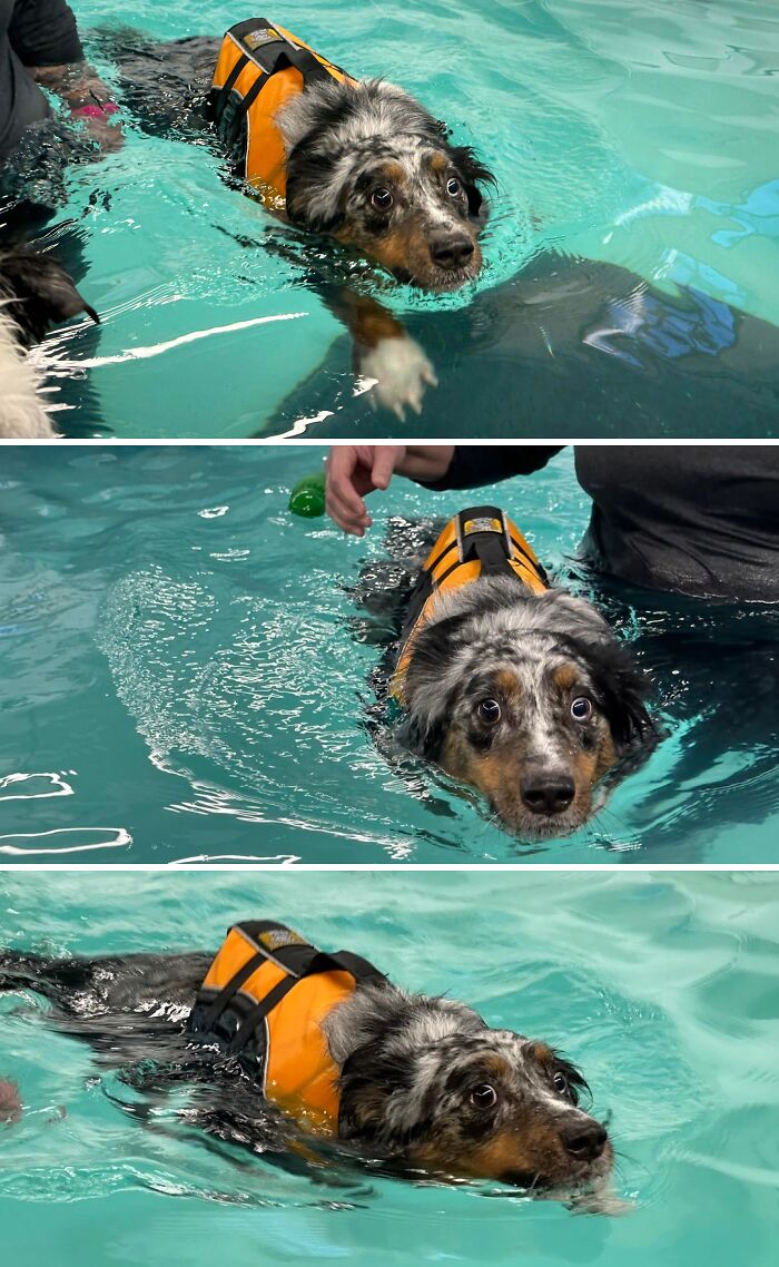 Pets Got Wet: The Epic Splash Stories You Didn’t Know You Needed