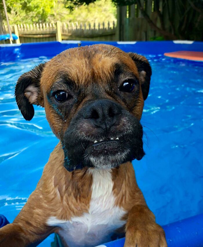 Pets Got Wet: The Epic Splash Stories You Didn’t Know You Needed