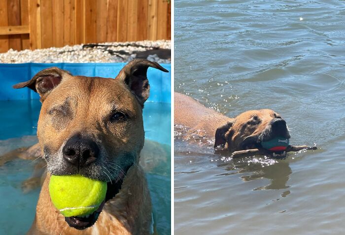 Pets Got Wet: The Epic Splash Stories You Didn’t Know You Needed