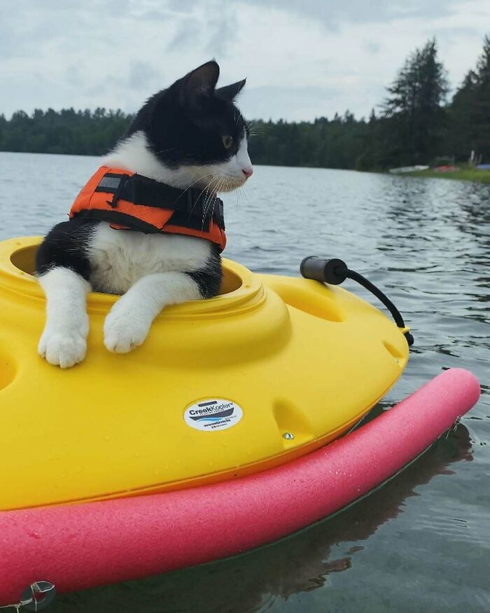 Pets Got Wet: The Epic Splash Stories You Didn’t Know You Needed