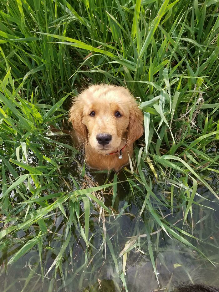 Pets Got Wet: The Epic Splash Stories You Didn’t Know You Needed