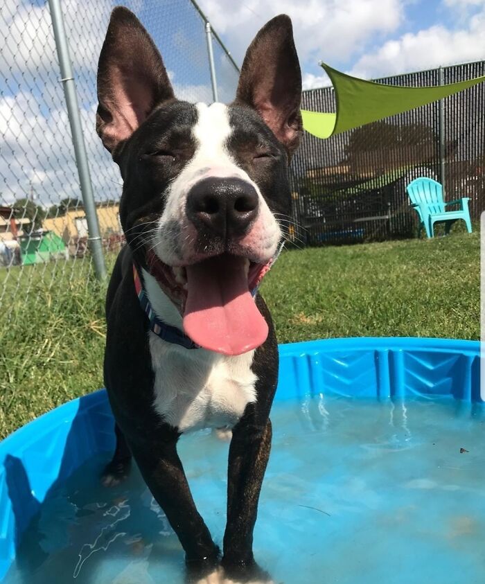 Pets Got Wet: The Epic Splash Stories You Didn’t Know You Needed