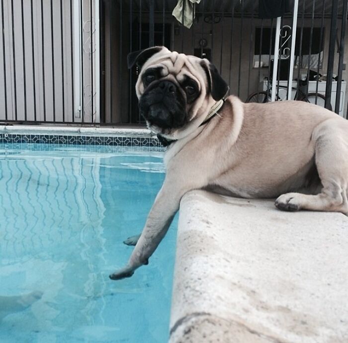 Pets Got Wet: The Epic Splash Stories You Didn’t Know You Needed