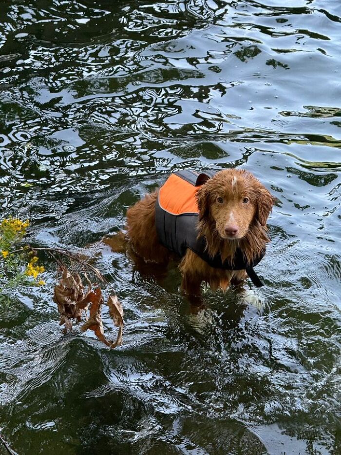 Pets Got Wet: The Epic Splash Stories You Didn’t Know You Needed