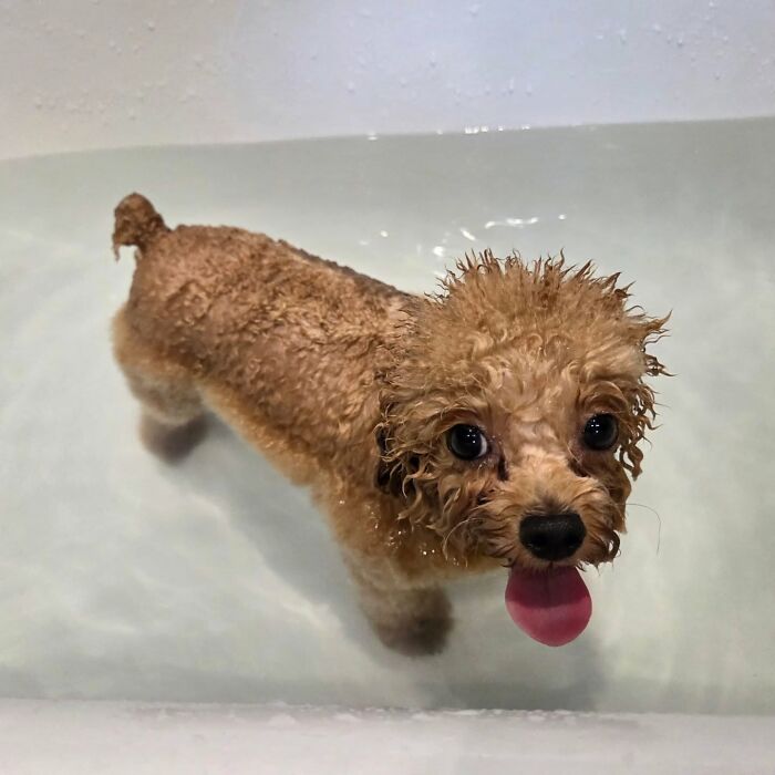 Pets Got Wet: The Epic Splash Stories You Didn’t Know You Needed