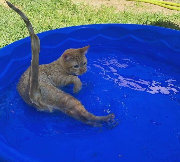 Pets Got Wet: The Epic Splash Stories You Didn’t Know You Needed