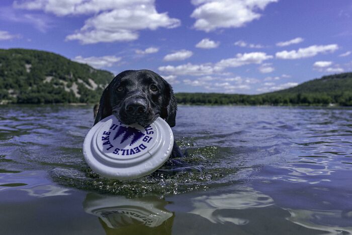 Pets Got Wet: The Epic Splash Stories You Didn’t Know You Needed