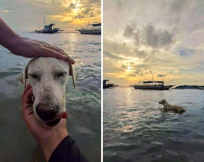 Pets Got Wet: The Epic Splash Stories You Didn’t Know You Needed