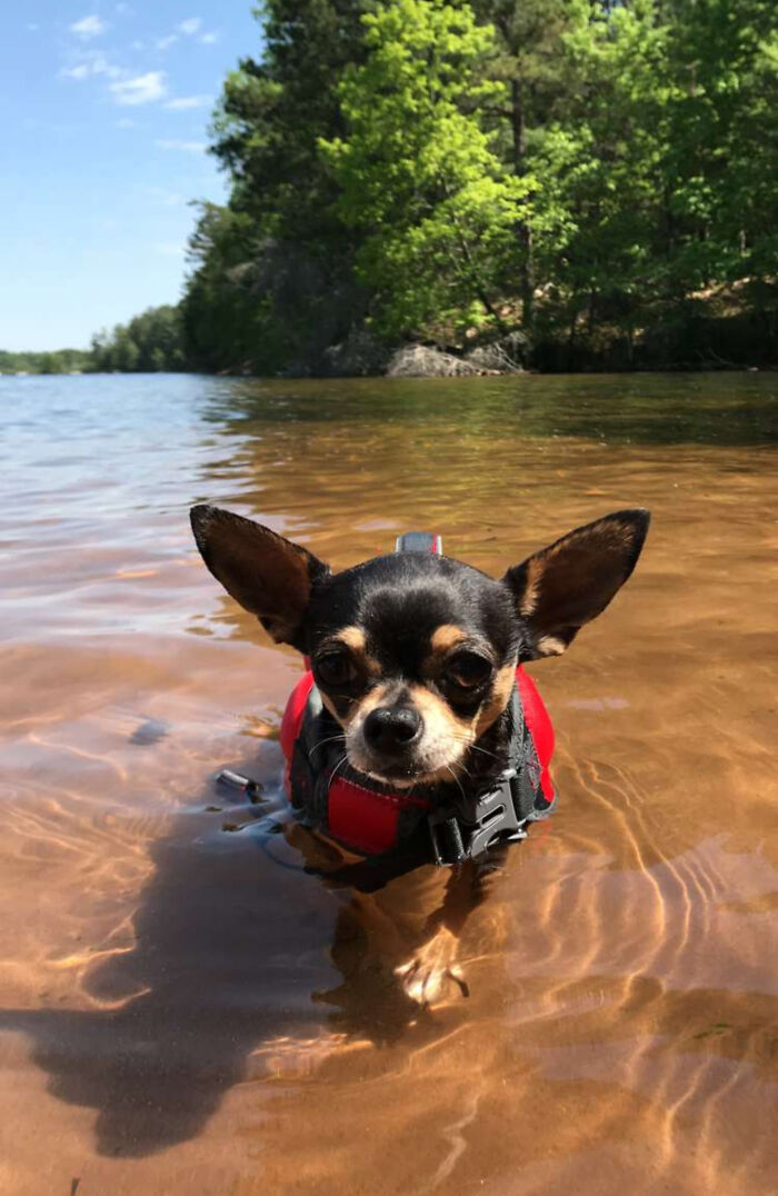 Pets Got Wet: The Epic Splash Stories You Didn’t Know You Needed