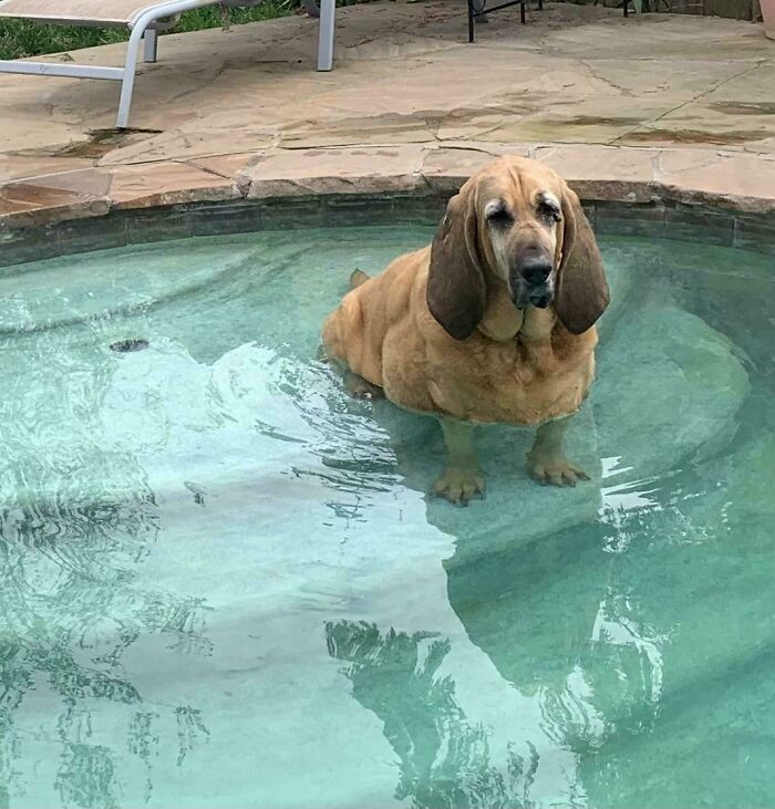 Pets Got Wet: The Epic Splash Stories You Didn’t Know You Needed