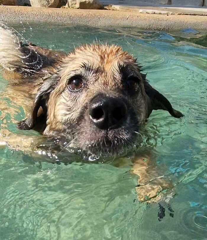 Pets Got Wet: The Epic Splash Stories You Didn’t Know You Needed