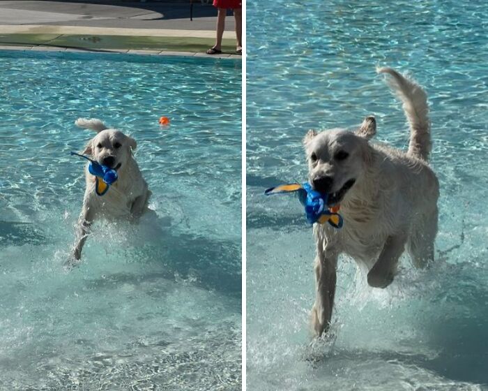 Pets Got Wet: The Epic Splash Stories You Didn’t Know You Needed