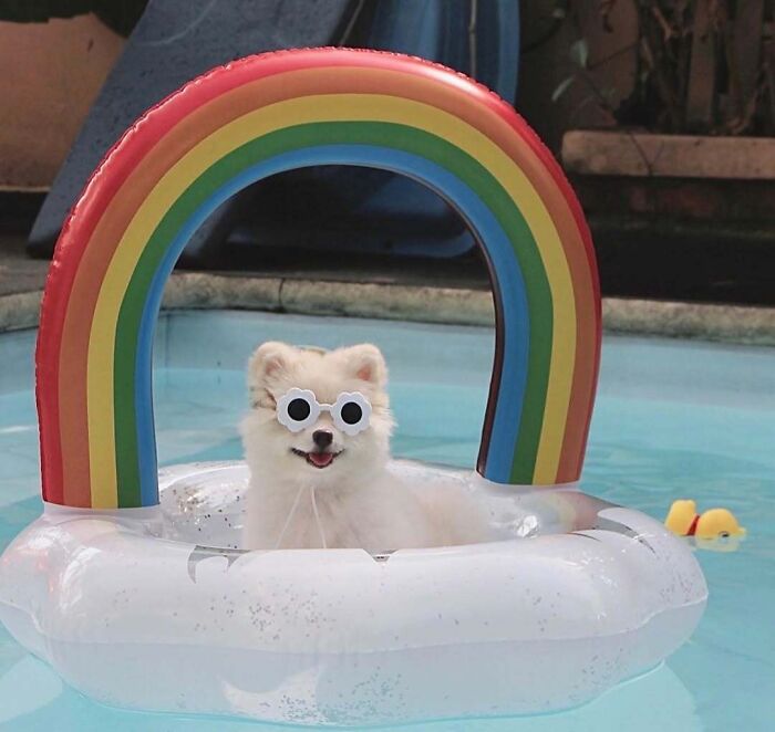 Pets Got Wet: The Epic Splash Stories You Didn’t Know You Needed