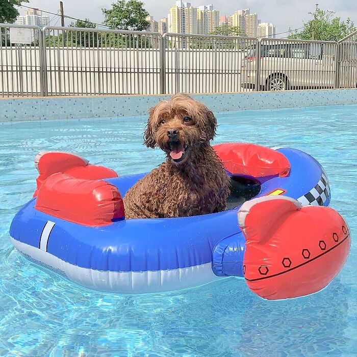 Pets Got Wet: The Epic Splash Stories You Didn’t Know You Needed