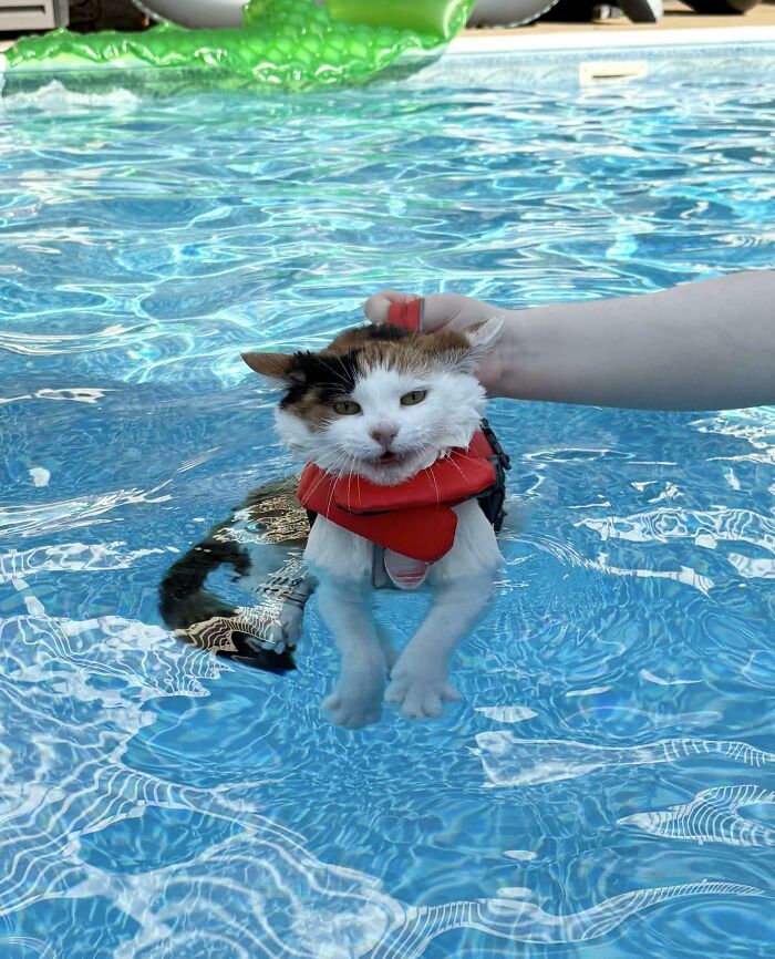 Pets Got Wet: The Epic Splash Stories You Didn’t Know You Needed