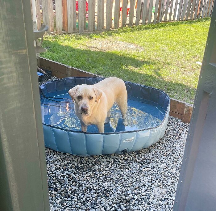 Pets Got Wet: The Epic Splash Stories You Didn’t Know You Needed