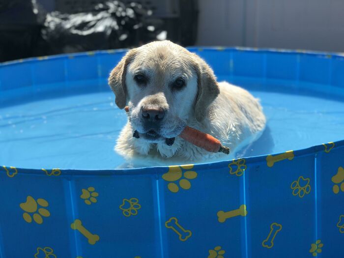 Pets Got Wet: The Epic Splash Stories You Didn’t Know You Needed