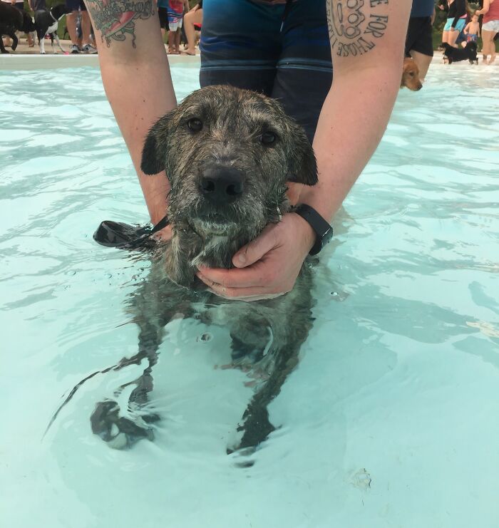 Pets Got Wet: The Epic Splash Stories You Didn’t Know You Needed